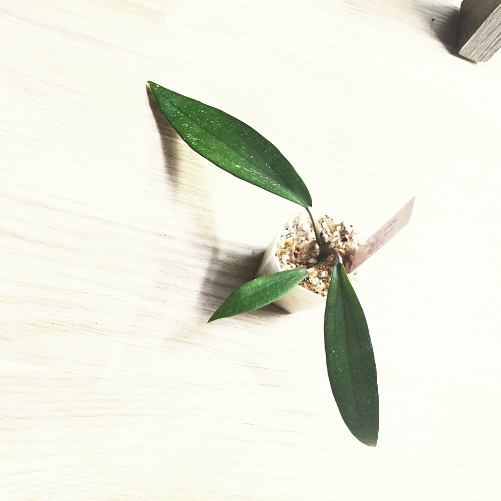 Hoya Rindu Rafflesia - Picture 2 of 7